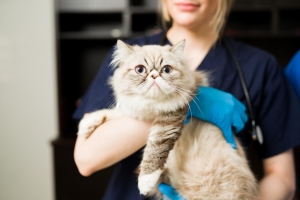 Insurance Cat's Insurance Cat's